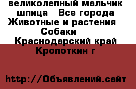 великолепный мальчик шпица - Все города Животные и растения » Собаки   . Краснодарский край,Кропоткин г.